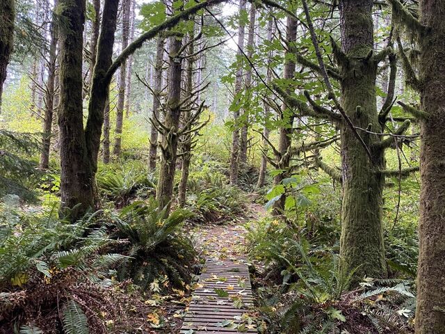Green and mossy BDOS