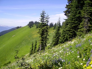 Evergreen's Last 5 years of Advocacy = 60+ Miles of NEW Washington MTB Trail