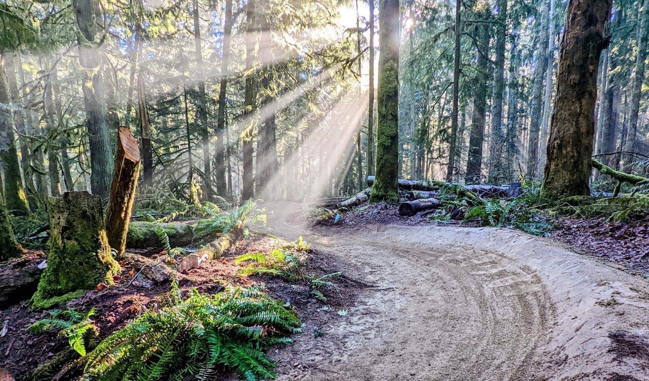 How to Report Downed Trees and Trail Issues