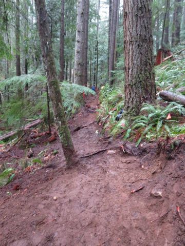 Expect more Weekday Timber Traffic on Tiger Mountain